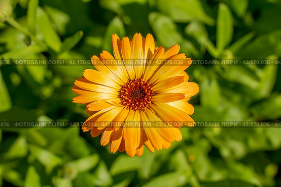 Цветок бархатцев (Calendula Officinalis). Цветок оранжевого цвета в сиянии солнца. Стоковое фото, фотограф Руслан Лесков / Фотобанк Лори