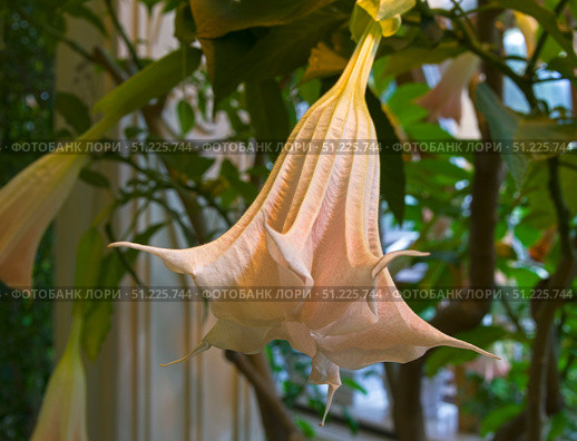 Цветок бругмансии (lat.Brugmansia). Оранжерея в музее-заповеднике Царицыно, Москва, Россия. Стоковое фото, фотограф Сергей Рыбин / Фотобанк Лори