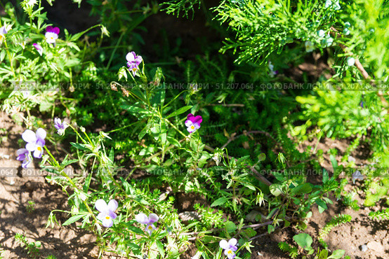 Цветок Фиалка трёхцветная (Viola tricolor) или анютины глазки, на солнечной полянке в саду. Стоковое фото, фотограф Андрей Цыганков / Фотобанк Лори