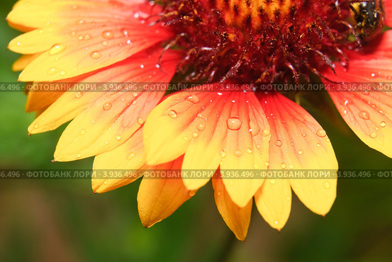 Цветок гайлардии (Gaillardia) Стоковое фото, фотограф Алёшина Оксана / Фотобанк Лори