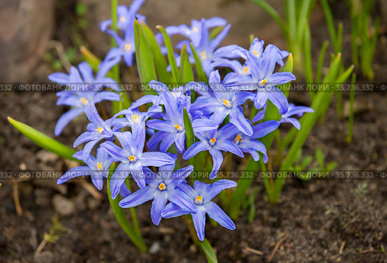 Цветок Хионодокса (Chionodoxa) первоцвет. Стоковое фото, фотограф Галина Савина / Фотобанк Лори