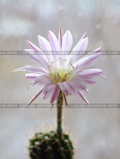 Цветок кактуса Echinopsis hybrid. Стоковое фото, фотограф Галина Хорошман / Фотобанк Лори