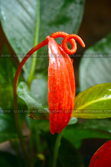 Цветок красного Антуриума Шерцера (лат. Anthurium scherzerianum Schott) семейство Ароидные (лат. Araceae) (цветок фламинго) Стоковое фото, фотограф lana1501 / Фотобанк Лори