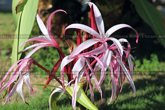 Цветок - Кринум величественный (Crinum augustum) Стоковое фото, фотограф Татьяна Белова / Фотобанк Лори