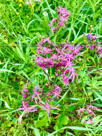 Цветок Кукушкин цвет обыкновенный, горицвет (lychnis flos cuculi) Стоковое фото, фотограф Ирина Курносова / Фотобанк Лори