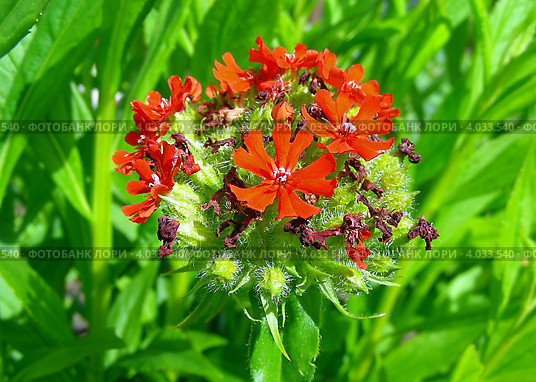 Цветок Лихнис Скарлет Халцедонский (лат. Lychnis chalcedonica ) красный. Стоковое фото, фотограф lana1501 / Фотобанк Лори