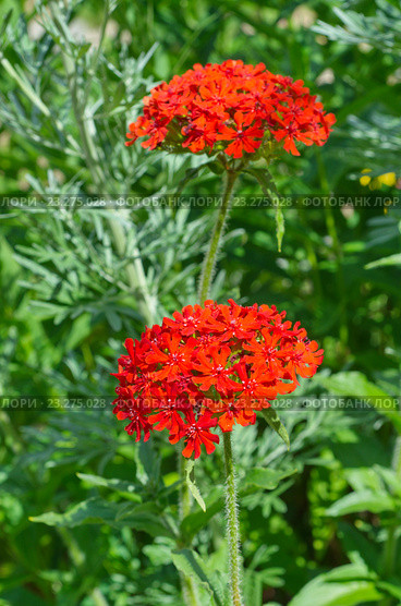 Цветок Лихнис Скарлет Халцедонский (лат. Lychnis chalcedonica ) Стоковое фото, фотограф Елена Коромыслова / Фотобанк Лори