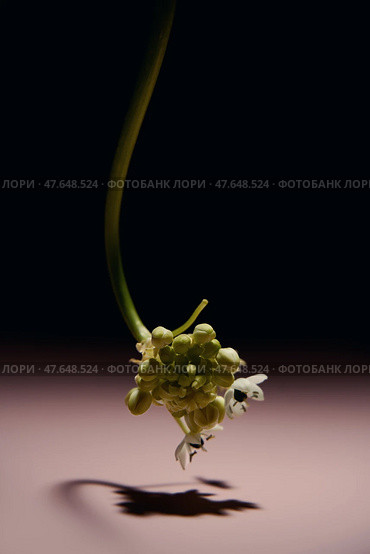 Цветок орнитогалум. Стоковое фото, фотограф Наталья Дмитриева / Фотобанк Лори