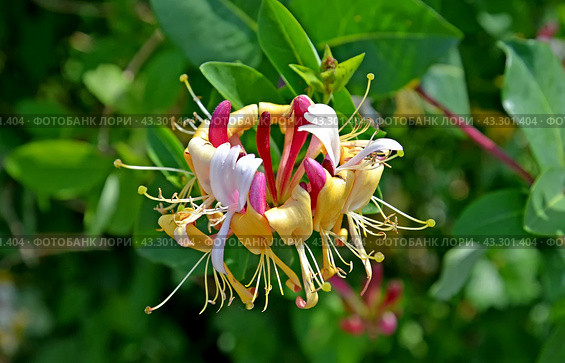 Цветок жимолости каприфоль (Lonicera caprifolium L.). Крупный план. Стоковое фото, фотограф Ирина Борсученко / Фотобанк Лори