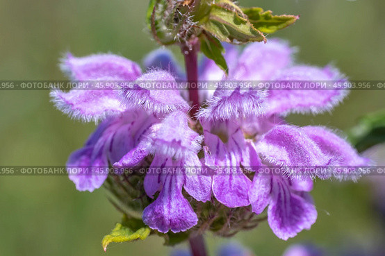 Цветок Зопник или Огневик клубненосный, Phlomis tuberosa. Стоковое фото, фотограф Андрей Арапов / Фотобанк Лори