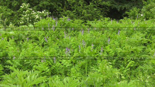 Цветущая галега лекарственная. Blooming Galega officinalis. Стоковое видео, видеограф Евгений Романов / Фотобанк Лори