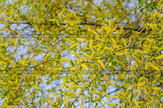 Цветущая ива ломкая "Bullata" (Salix fragilis Bullata) Стоковое фото, фотограф Алёшина Оксана / Фотобанк Лори