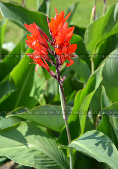 Цветущая  канна индийская (Canna indica L.), общий вид. Стоковое фото, фотограф Ирина Борсученко / Фотобанк Лори