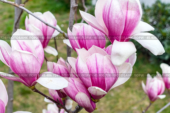 Цветущая магнолия весной. Magnolia Sulanjana flowers with petals in the spring season. Стоковое фото, фотограф Татьяна Д / Фотобанк Лори