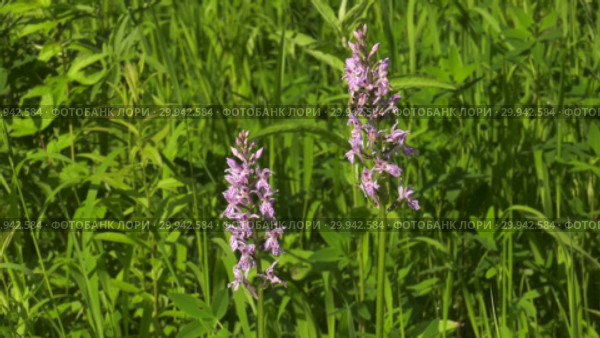 Цветущая орхидея пальчатокоренник. Flowering spotted orchid. Стоковое видео, видеограф Евгений Романов / Фотобанк Лори