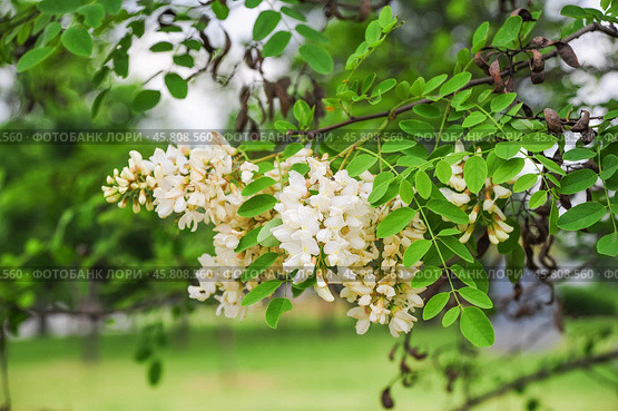Цветущая Робиния ложноакациевая (Robinia pseudoacacia) Стоковое фото, фотограф Алёшина Оксана / Фотобанк Лори