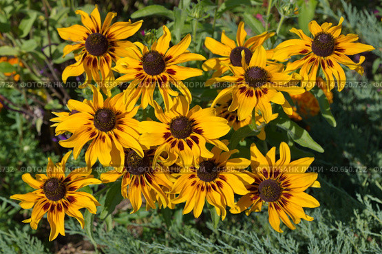 Цветущая рудбекия (лат. Rudbeckiа) в летнем саду. Стоковое фото, фотограф Елена Коромыслова / Фотобанк Лори