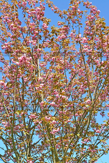 Цветущая сакура (Prunus serrulata Lindl.) на фоне голубого неба. Весенний пейзаж. Стоковое фото, фотограф Ирина Борсученко / Фотобанк Лори