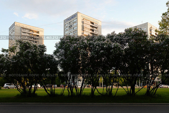 Цветущая сирень и жилые многоэтажки на Волоколамском шоссе в Москве. Flowering lilac and three blocks of flats in Volokolamskoye shosse. Summer sunset view. (2021 год). Стоковое фото, фотограф Александр Кузнецов / Фотобанк Лори
