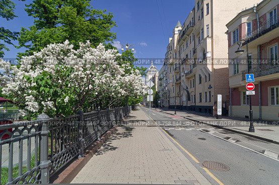 Цветущая сирень у Патриаршьего пруда. Малая Бронная улица, Москва, Россия, солнечный день в мае. Редакционное фото, фотограф Сергей Рыбин / Фотобанк Лори