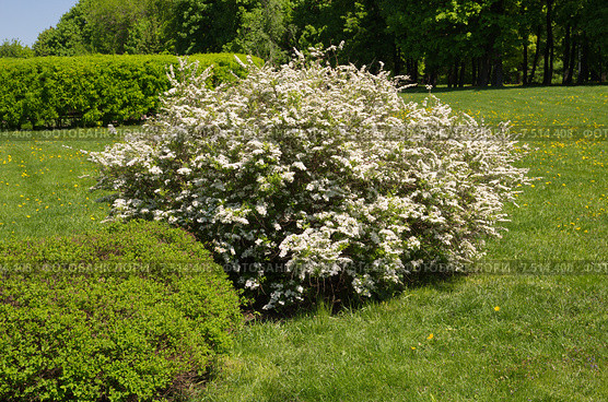 Цветущая Спирея серая Grefsheim (лат. Spiraea cinerea) Стоковое фото, фотограф Елена Коромыслова / Фотобанк Лори