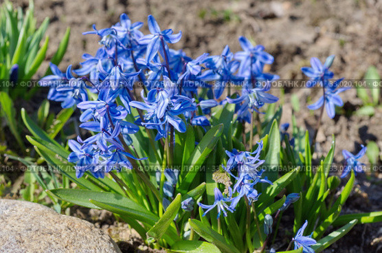Цветущая сцилла двулистная Таурика или пролеска (лат. Scilla difolia L.) на клумбе в саду. Стоковое фото, фотограф Елена Коромыслова / Фотобанк Лори