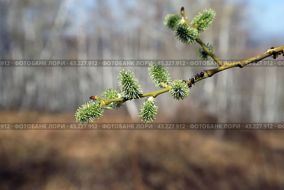 Цветущая ветка ольхи (лат. Alnus) и муравьи на ней на размытом фоне весеннего леса и голубого неба. Стоковое фото, фотограф Наталья Сухорукова / Фотобанк Лори