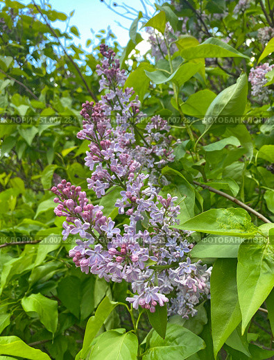 Цветущая ветка сирени (Syringa) Стоковое фото, фотограф Мария Кылосова / Фотобанк Лори