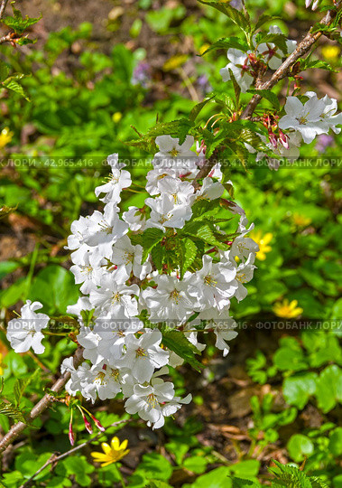 Цветущая вишня мелкопильчатая (лат. Prunus serrulata). Аптекарский Огород (филиал ботанического сада МГУ). Москва. Середина апреля. Стоковое фото, фотограф Сергей Рыбин / Фотобанк Лори