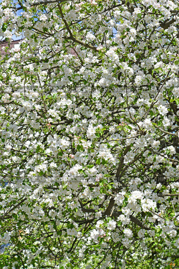 Цветущая яблоня домашняя (Malus domestica Borkh.). Фон. Стоковое фото, фотограф Ирина Борсученко / Фотобанк Лори