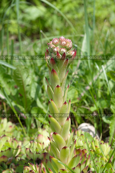 Цветущее молодило или каменная роза (лат. Sempervivum). Цветонос и соцветие крупным планом. Стоковое фото, фотограф Елена Коромыслова / Фотобанк Лори