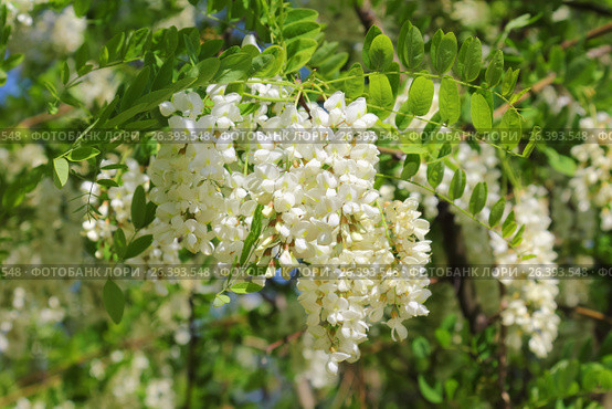 Цветущие ветки робинии ложноакациевой. Robinia pseudoacia. Белая акация. Стоковое фото, фотограф Михаил Старшов / Фотобанк Лори