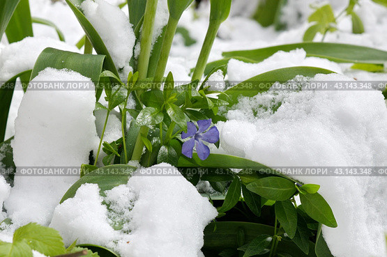 Цветущий барвинок (лат. Vinca) после снегопада в начале мая. Стоковое фото, фотограф Елена Коромыслова / Фотобанк Лори