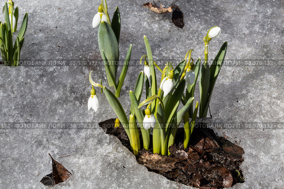 Цветущий белоснежный подснежник или галантус (лат. Galanthus nivalis) на весенней поляне с растаявшим снегом ранней весной. Крупным планом. Стоковое фото, фотограф Наталья Волкова / Фотобанк Лори