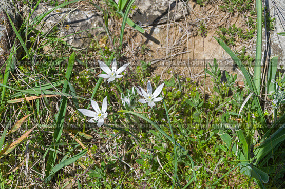 Цветущий дикорастущий птицемлечник (лат. Ornithogalum). Крым, апрель. Стоковое фото, фотограф Сергей Рыбин / Фотобанк Лори