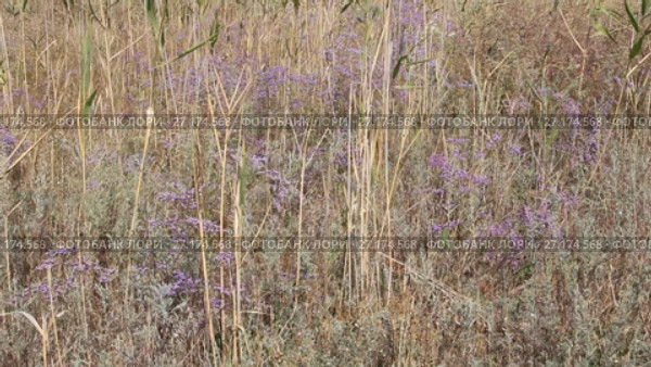 Цветущий Кермек ( Limonium) — род растений семейства Свинчатковые (Plumbaginaceae) Стоковое видео, видеограф Олег Хархан / Фотобанк Лори