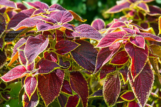 Цветущий Колеус Блюма (Plectranthus scutellarioides) Стоковое фото, фотограф Татьяна Белова / Фотобанк Лори