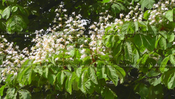 Цветущий конский каштан обыкновенный (Aesculus hippocastanum) Стоковое видео, видеограф Сергей Куров / Фотобанк Лори