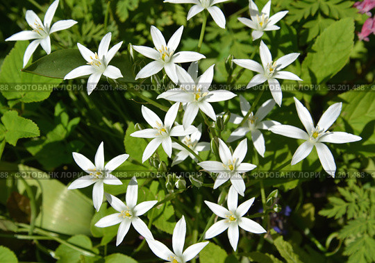 Цветущий птицемлечник (Ornithogalum L.). Весна. Стоковое фото, фотограф Ирина Борсученко / Фотобанк Лори