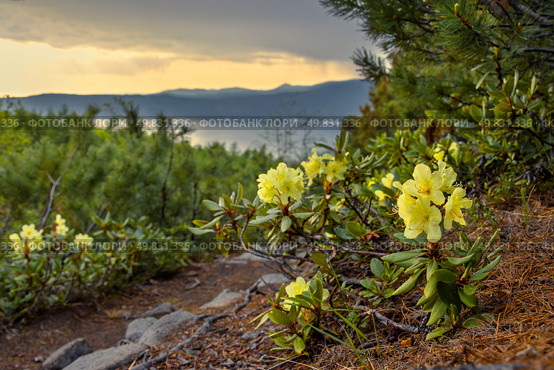 Цветущий рододендрон золотистый (Rhododendron aureum). Вид на красивые дикие цветы рододендронов на горном склоне. Вдали морская бухта. Природа и растения Сибири и Дальнего Востока России. Магаданская область. Летний сезон, июнь. Стоковое фото, фотограф Андрей Степанов / Фотобанк Лори