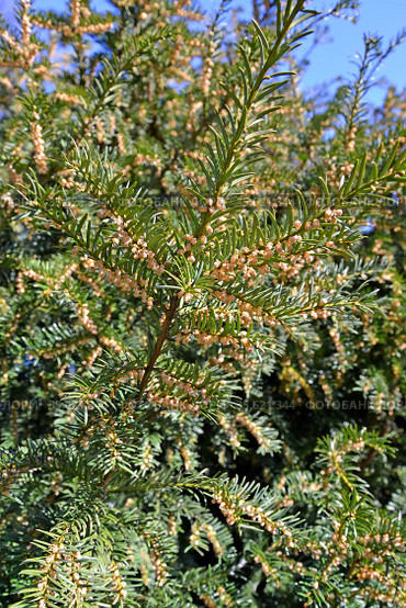 Цветущий тис ягодный (Taxus  baccata L.). Весна. Стоковое фото, фотограф Ирина Борсученко / Фотобанк Лори