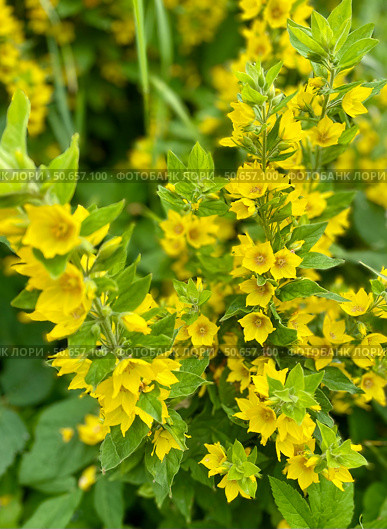 Цветущий вербейник точечный (лизимахия) (Lysimachia punctata) Стоковое фото, фотограф Щеголева Ольга / Фотобанк Лори