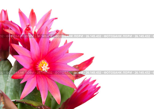 Цветы Декабриста (Schlumbergera), изолировано на белом фоне. Стоковое фото, фотограф E. O. / Фотобанк Лори