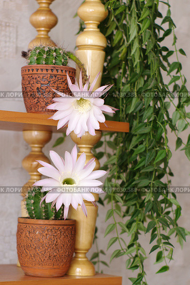 Цветы кактуса "Echinopsis hybr." Стоковое фото, фотограф Галина Хорошман / Фотобанк Лори