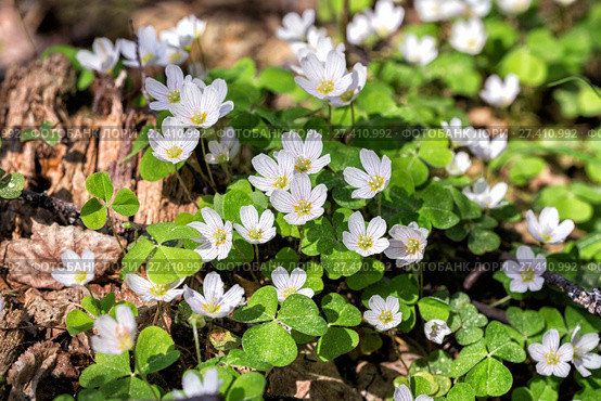 Цветы кислица или заячья капуста. Flowers Oxalis bowiei. Стоковое фото, фотограф Евгений Ткачёв / Фотобанк Лори