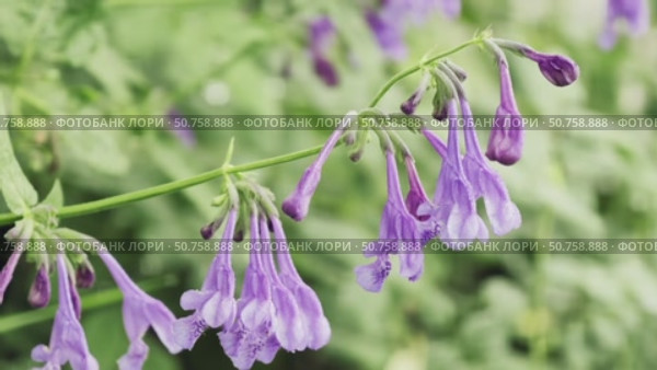 Цветы Котовника сибирского. Close-up video of Siberian catmint Nepeta sibirica flowers with dew drops. Стоковое видео, видеограф Сергей Пристяжнюк (Serg Zastavkin) / Фотобанк Лори