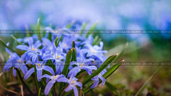 Цветы растения Хионодокса Люцилии (Scilla luciliae) Стоковое фото, фотограф Мария Мороз / Фотобанк Лори