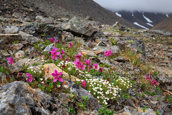 Цветы рододендрон камчатский и минуарция туподольчатая (Rhododendron camtschaticum и Minuartia obtusiloba) в горном ущелье. Летний арктический пейзаж. Дикие розовые и белые цветы. Цветущие растения тундры. Чукотка, Россия. Стоковое фото, фотограф Андрей Степанов / Фотобанк Лори