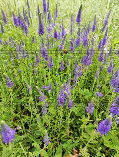 Цветы Вероники колосистой на поле. Вероника колосковая, Veronica spicata в цвету. Стоковое фото, фотограф Ольга Булыгина / Фотобанк Лори