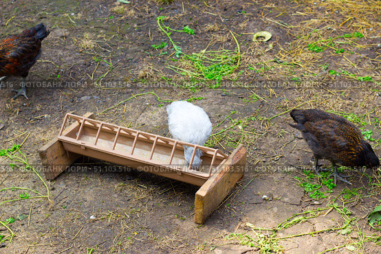 Цыплята возле кормушки.Chickens near the feeder. Стоковое фото, фотограф Роман Лукьянов / Фотобанк Лори